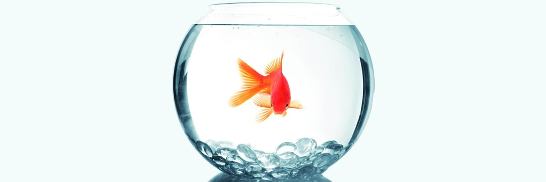 Hartmann Reinigung Fisch Fisch in einem sauberen Fischglas